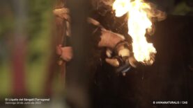 Horror de los toros embolados en El Lligallo del Gànguil (26 de junio de 2022)