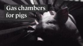 How gas chambers are used to slaughter pigs