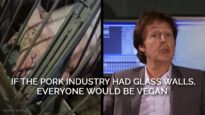 If the Pork Industry Had Glass Walls, Everyone Would Be Vegan