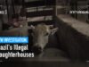 Investigation: The Secret Slaughterhouses of Brazil