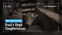 Investigation: The Secret Slaughterhouses of Brazil
