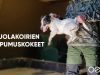 Luolakoirien taipumuskokeet