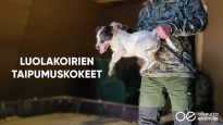 Luolakoirien taipumuskokeet