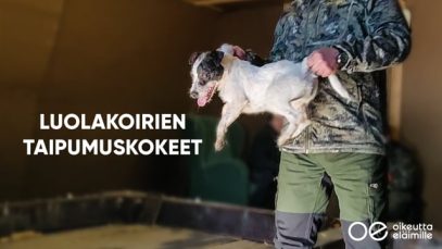 Luolakoirien taipumuskokeet