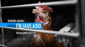 Ningún Animal Enjaulado