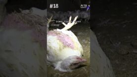 Suffering Chickens Stuck on Floor Can’t Support Their Own Weight