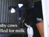 The dairy industry slaughters thousands of calves every year