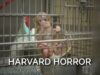The Harvard Monkey Horror Story