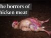The horrifying truth of how chicken meat is produced