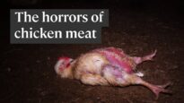 The horrifying truth of how chicken meat is produced
