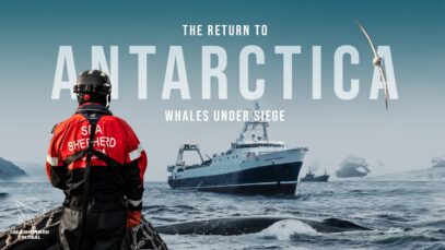 The Return To Antarctica: Whales Under Siege