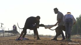 This is how greyhound racing are in Spain (1)