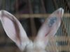 This is how rabbit farms are in Spain – Granjas.org