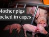 This is how the pig meat industry treats mother pigs
