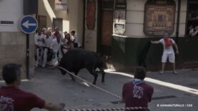 This is what they don’t want you to see about the roped bulls of Teruel