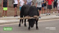 Toro ensogado en Santa Bàrbara (Tarragona, 2019)