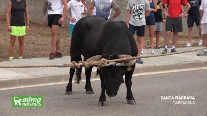 Toro ensogado en Santa Bàrbara (Tarragona, 2019)