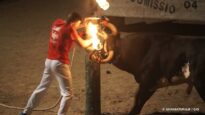 Tradiciones que torturan animales en Sant Jaume d’Enveja (24 de junio de 2022)
