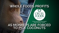 Whole Foods Sells Coconut Milk Sourced by Forced Monkey Labor