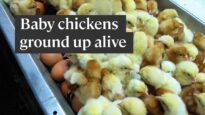 Why the egg industry ‘shreds’ baby chicks alive