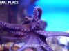 Why You Should Care: The Reality of Octopus Farming