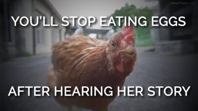 You’ll Want to Stop Eating Eggs after Hearing This Chick’s Story