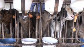 2016: Langzeittransporte von Milchkälbern und Milchlämmern
