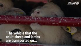 Animal Welfare Foundation Tierschutzbund Zürich – Long-distance transports of Easter lambs
