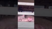 Activists Offer a Final Act of Kindness To Pigs On Their Way to Slaughter