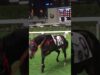 Australian Horse Killed In Hong Kong