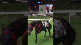 Australian Horse Killed In Hong Kong
