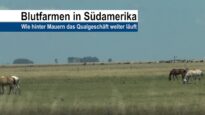 Blutfarmen in Südamerika – Wie hinter Mauern das Qualgeschäft weiter läuft