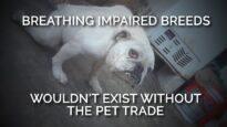 Breathing Impaired Dog Breeds Wouldn’t Exist without the Pet Trade