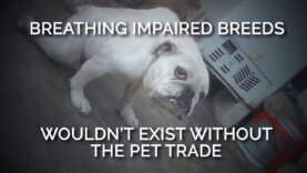 Breathing Impaired Dog Breeds Wouldn’t Exist without the Pet Trade