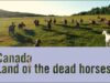 Canada: Land of the dead horses