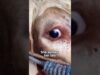 Cow cries before slaughter