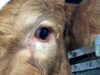 Cows On Death Row | Aninmal Save Movement