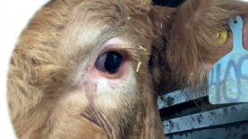 Cows On Death Row | Aninmal Save Movement
