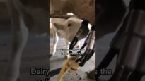 Dairy farmer slaps a calf