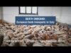Death on board: European lamb transports to Italy