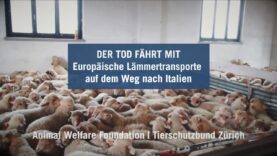 Der Tod fährt mit: Europäische Lämmertransporte auf dem Weg nach Italien
