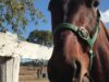 Derby Day winner Hitotsu bled from the mouth as he crossed the finish line