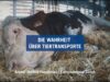 Die Wahrheit über Tiertransporte