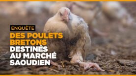 Enquête : des poulets bretons destinés au marché saoudien
