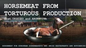 Enquête : les importations de viande chevaline depuis l’Amérique du Sud
