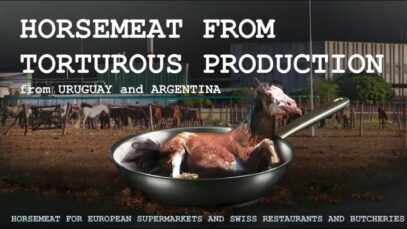 Enquête : les importations de viande chevaline depuis l’Amérique du Sud