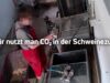 Ferkeltötung mit Kohlendioxid – Schweinezucht in Deutschland