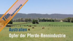 Filmankündigung: Australien: Opfer der Pferde-Rennindustrie