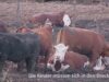 High Quality Beef Feedlots (Deutsch)