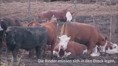 High Quality Beef Feedlots (Deutsch)